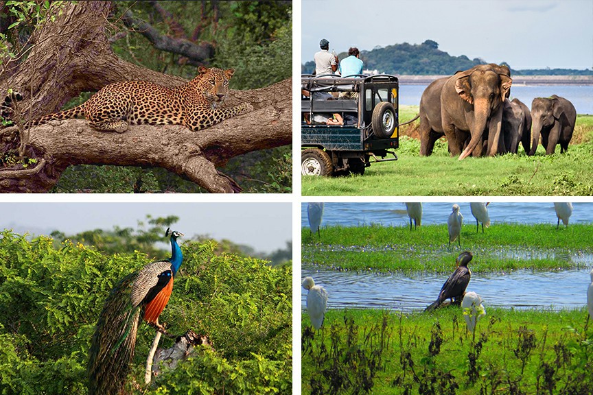 Yala National Park Safari