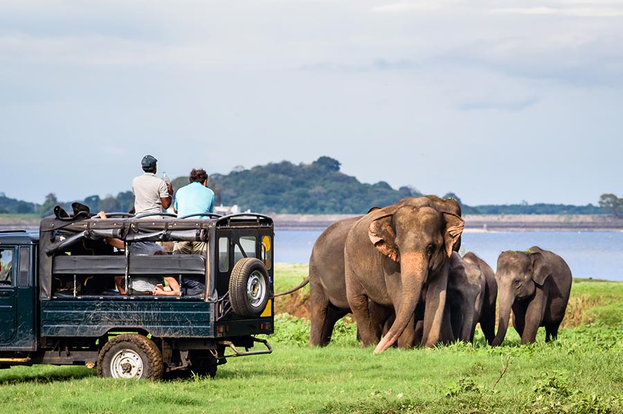 Wildlife safari in Sri Lanka