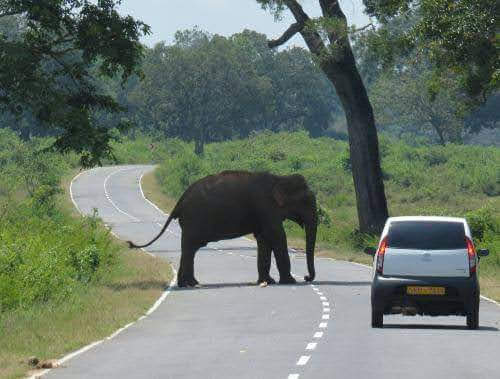 WildElephant
